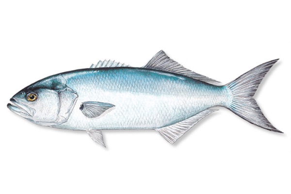 Gulf Coast Fish Guide – fishMarX