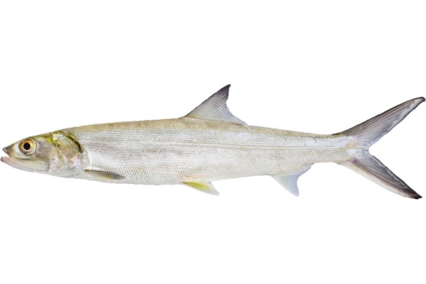 Vulf Fish Gulf Coast Fish Guide – fishMarX
